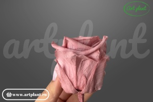 Trandafiri Criogenati 6cm Dusty Pink din Ecuador, 5.5-6.3 cm , inaltime 5-6.1, 6 buc