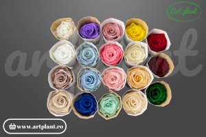 Trandafir criogenat 6cm Latte - Art Plant