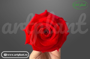 Trandafiri Criogenati 6cm Rosu Scarlet