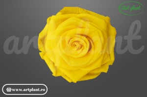 Trandafiri Criogenati 6cm Sunny Yellow.