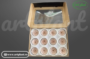 Trandafiri Criogenati de Gradina Amelia Blush Pale Pink Pin79
