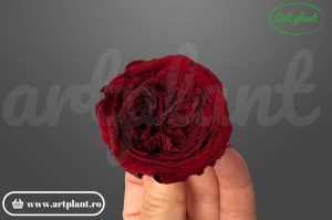 Trandafiri Criogenati de Gradina Amelia Bordo Cho01