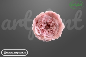 Mini trandafir de grădină criogenat Amelia Rose Amor Roz Pal Pin04