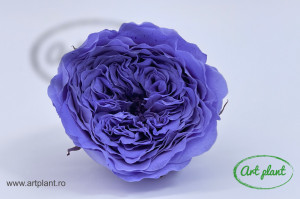 Trandafiri Criogenati de Gradina Amelia Violet Vio01