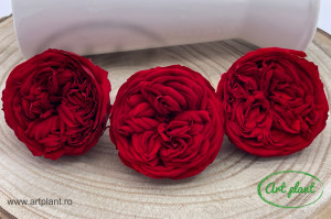 Trandafiri Criogenati de Gradina Kabukyza Rosu Red02 - Img 2
