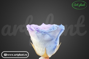 Trandafiri Criogenati L Bleo Lila Bic25 - Img 2