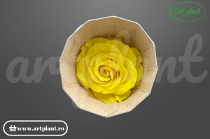 Trandafiri Criogenati Mediu Sunny Yellow