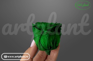 Trandafiri Criogenati Mediu Verde din Ecuador, 5-5.9 cm , inaltime 3.5-4.7, 6 buc