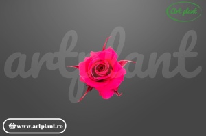Trandafiri Criogenati Mini Chery Blush din Ecuador, 3-5 cm , inaltime 3-4 cm, 12 buc