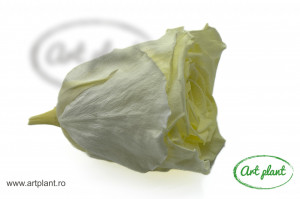 Trandafiri Criogenati XL Galben Deschis Yel89 - Img 2