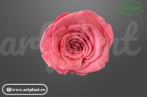 Trandafiri Criogenati XL Roz Pin06