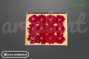 Zinnia criogenată burgundy 3.5-5cm - Art Plant