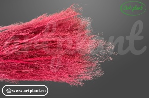 Agrostis Burgundy
