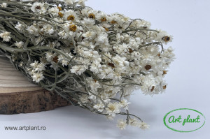 Ammobium natural
