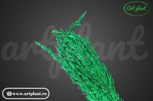 Amplodesma Verde Bandiera (G)