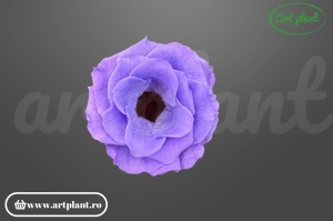 Anemonă stabilizată lila