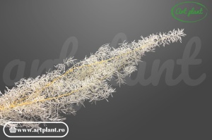 Asparagus Sprengeri White
