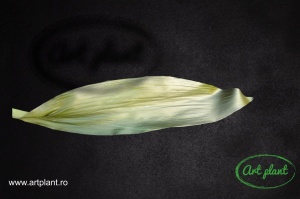 Aspidistra conservat verde - Img 1