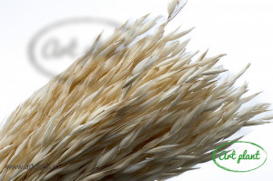 Avena Alb - Crem calitatea II - Img 1