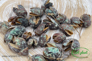 Bakuli Glitter Verde - Img 1