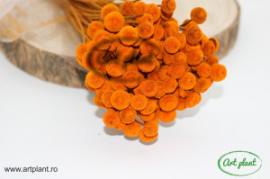 Botao criogenat orange