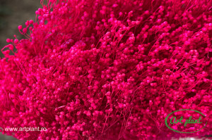 Broom ciclam inchis - Img 2