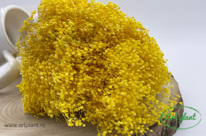 Broom Galben Intens