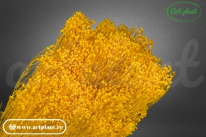 Broom galben