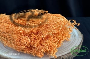 Broom Orange