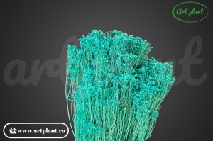 Broom Turquoise