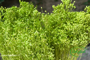 Broom verde neon - Img 2