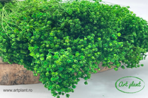 Broom Verde