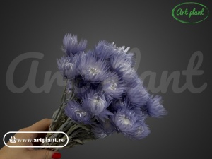 Buchet capblume Lila - Img 1