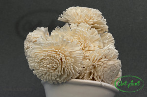 Buchet crizanteme ming natur