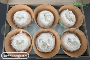 Floare de bujor criogenată albă WHI01, cu petale delicate și frumusețe naturală de durată