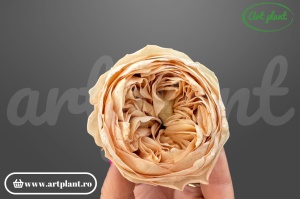 Bujori Criogenați Caramel Toff 01