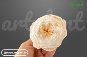 Bujor stabilizat natural din Ecuador, diametru 5 cm, înălțime 4 cm, 1 bucată