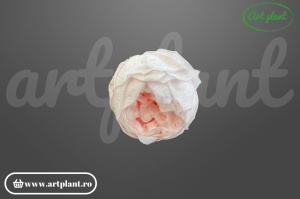 Bujor stabilizat natural din Ecuador, diametru 5 cm, înălțime 4 cm, 1 bucată