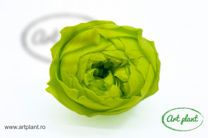 Bujori Criogenați Verde Gre99