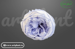  Bujor stabilizat natural din Ecuador, diametru 5 cm, înălțime 4 cm, 1 bucată