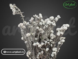 Bumbac Phylica Flower - Img 2