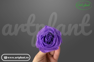Buttercup Stabilizat Lila