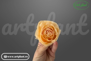 Buttercup Stabilizat Peach