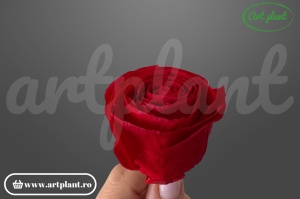 Buttercup Stabilizat Rosu Inchis din Ecuador, Ø 4–4.5 cm • Înălțime 3–3.5 cm, 6 buc