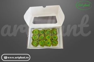 Mini Rose Romantic Cabbage stabilizată verde intens – 12 capete în cutie – Art Plant