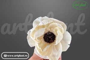 Cap anemonă sola dublă 6 cm cu petale pe două niveluri și centru brun, floare decorativă din lemn de sola