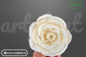 Cap begonie sola 8 cm cu petale ondulate și asimetrice, floare decorativă naturală din lemn de sola