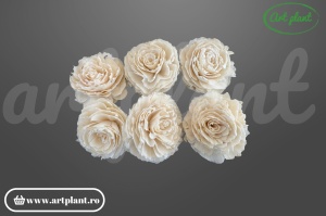 Cap bujor sola 10 cm cu petale dense stratificate, floare decorativă albă din lemn de sola