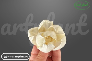 Capete camelie sola 4cm