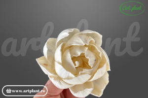 Capete camelie sola 8cm